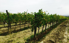 LivTours10