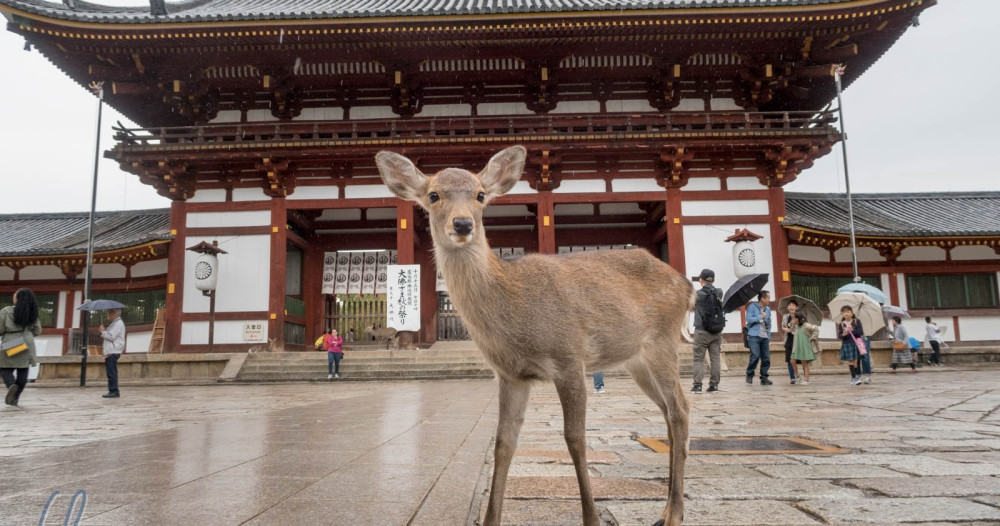 Day-Tour to Fushimi Inara Nara and Osaka from Kyoto