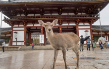 Amigo Tours Japan GK12
