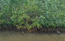 AV COLOMBIA15