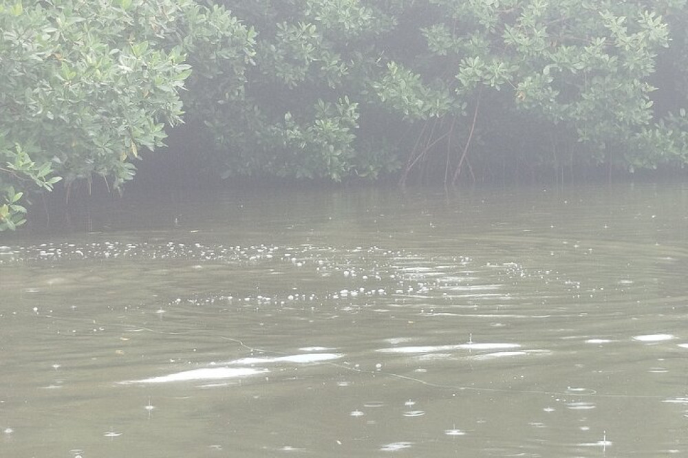 Navigate The Mangroves Of Cartagena In A Canoe
