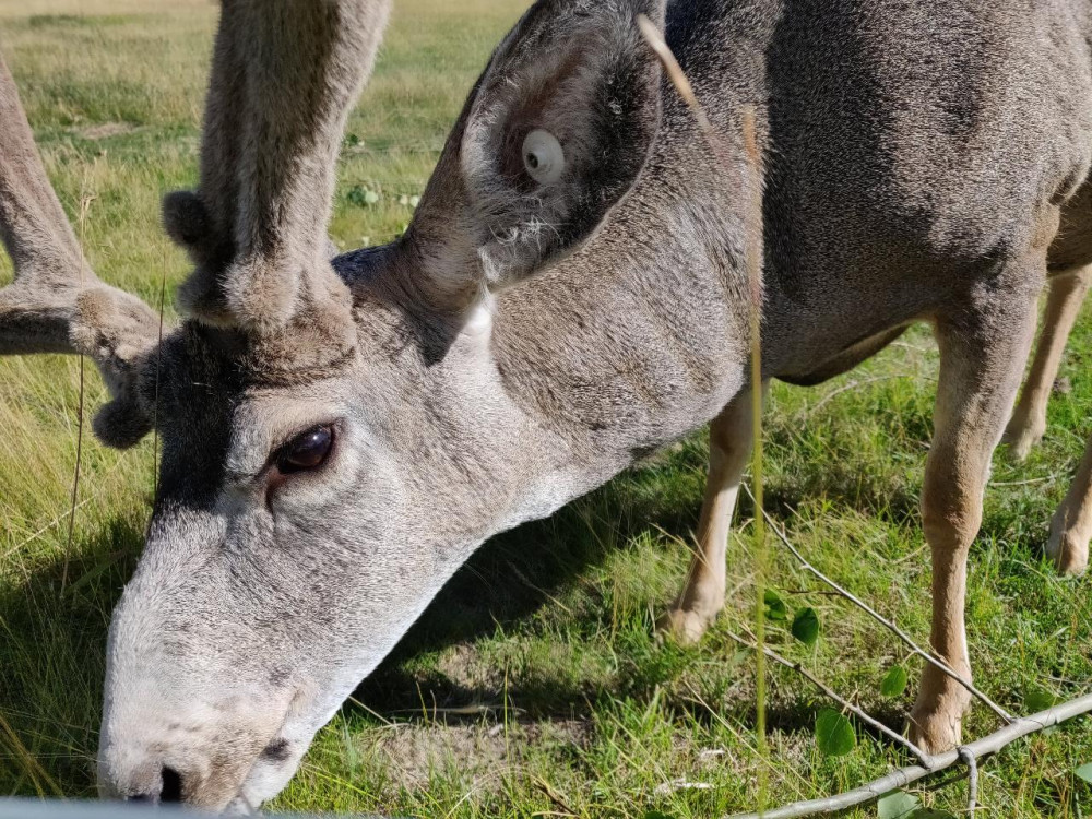 Yukon’s Wildlife & Hot Springs