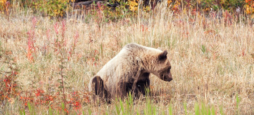 Kluane National Park – An Unesco World Heritage Site
