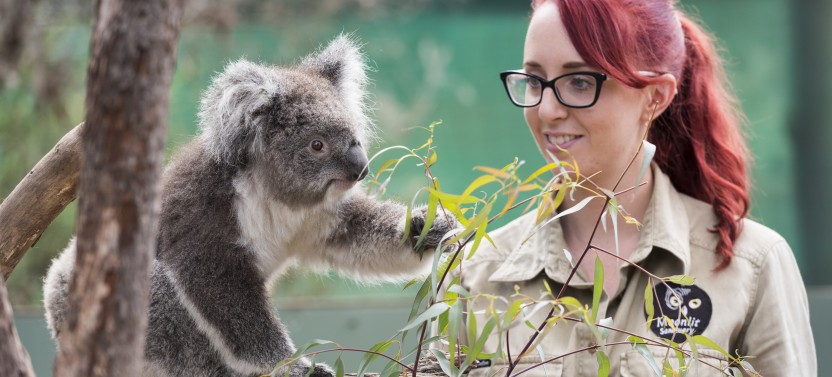 Private Phillip Island & Mornington Day Tour