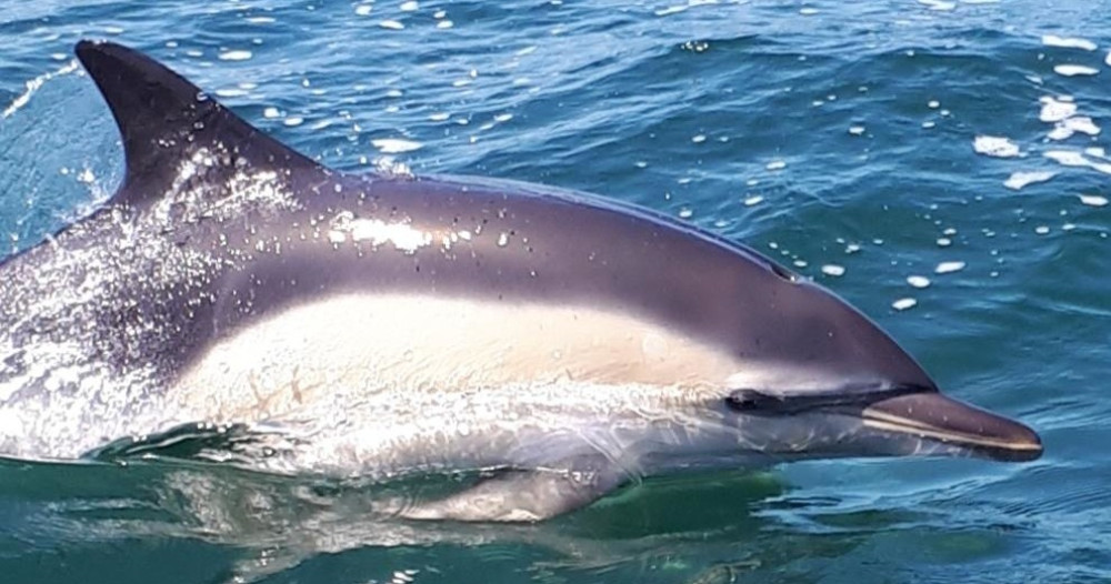 Lisbon: Dolphin Watching Boat Tour