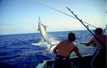 Irie Tours Boat Trips1