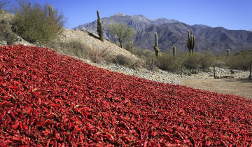 A picture of 3 Days From Salta: Cafayate, Cachi and Salinas Grandes