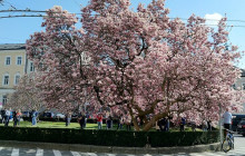 Munich Art Tours4