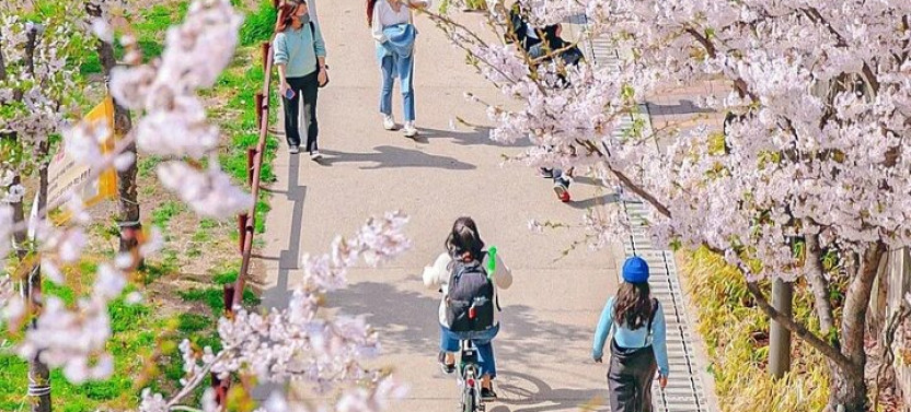 Seoul Cherry Blossom Walking Tour To Gyeongui Line Park