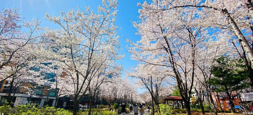 Seoul Cherry Blossom Walking Tour To Gyeongui Line Park