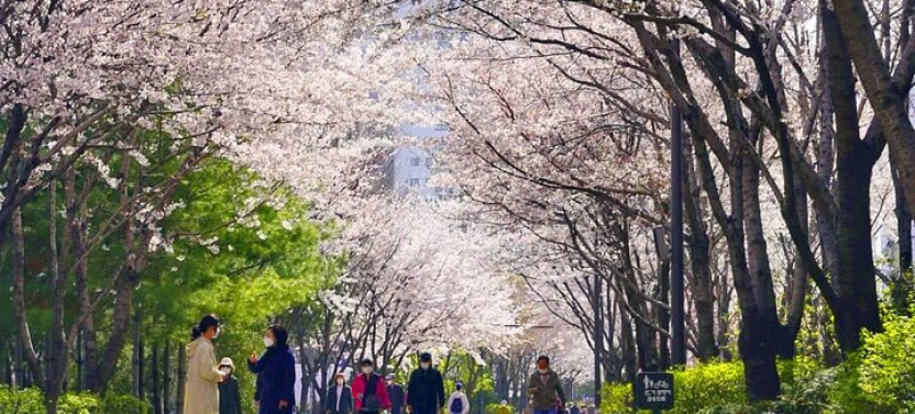 Seoul Cherry Blossom Walking Tour To Gyeongui Line Park