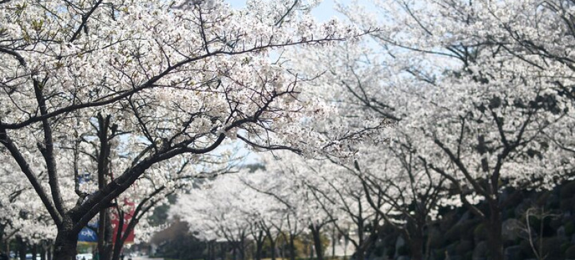 Cherry Blossom Magic Trail
