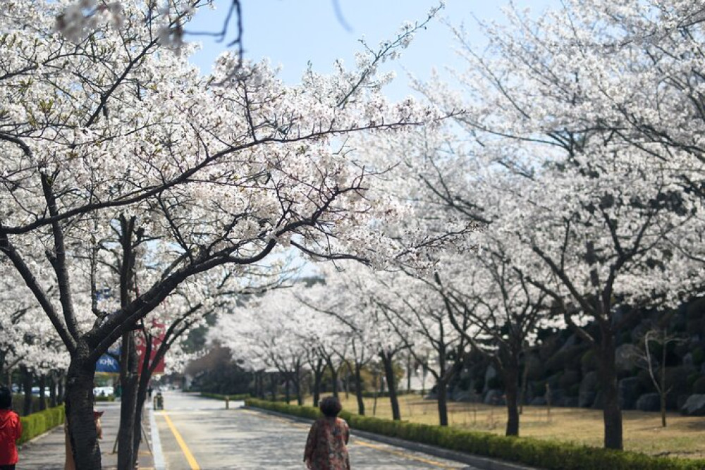 Cherry Blossom Magic Trail