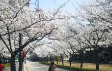 ZenKimchi Experiences1