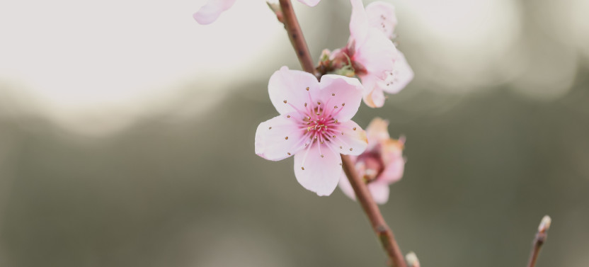 Cherry Blossom Magic Trail