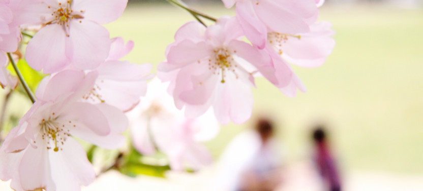 Cherry Blossom Magic Trail