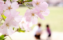 ZenKimchi Experiences3