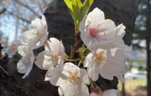 ZenKimchi Experiences4