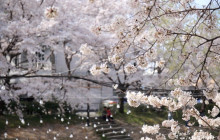 ZenKimchi Experiences10