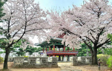 ZenKimchi Experiences11