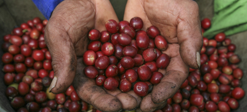 Colombian Coffee Farm Tour and Tasting In Armenia