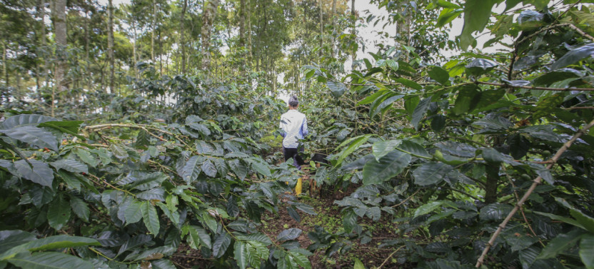 Colombian Coffee Farm Tour and Tasting In Armenia