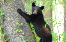 Pink Jeep Tours - Smoky Mountains3