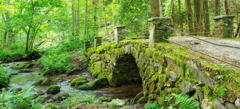 Guided Tour of Historic Elkmont