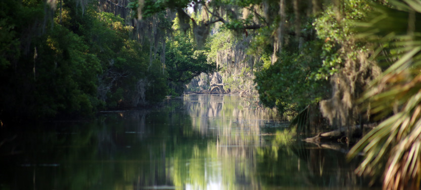 New Orleans Covered Swamp Tour