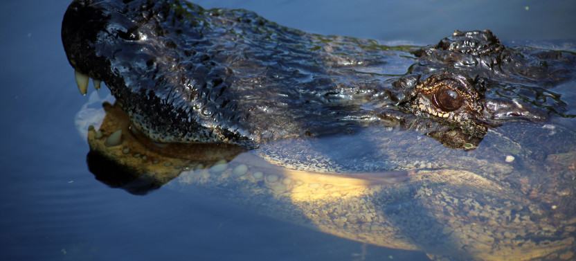 New Orleans Covered Swamp Tour