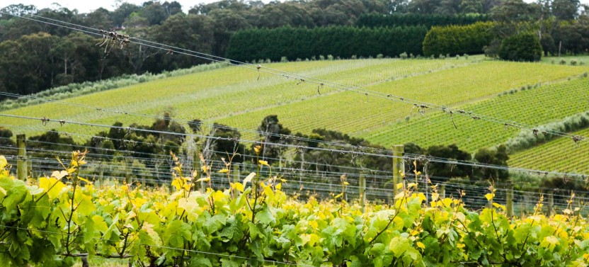 Mornington Peninsula Local – Private Day Tour