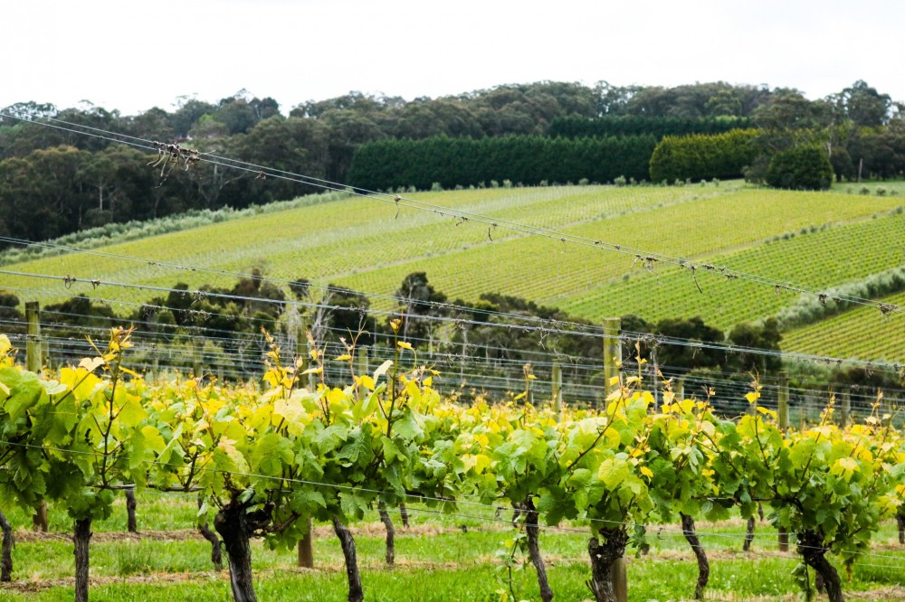 Mornington Peninsula Local – Private Day Tour
