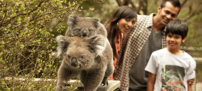 Phillip Island Penguin Experience – Private Day Tour