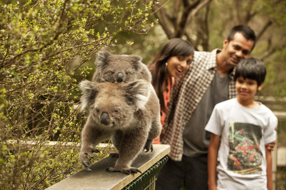 Phillip Island Penguin Experience – Private Day Tour