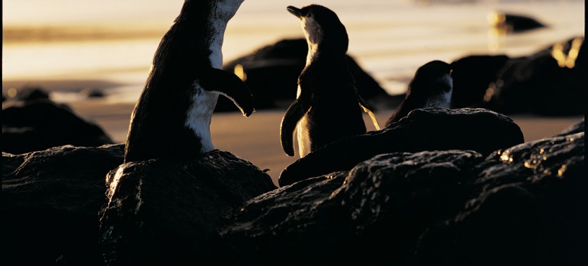 Phillip Island Penguin Experience – Private Day Tour