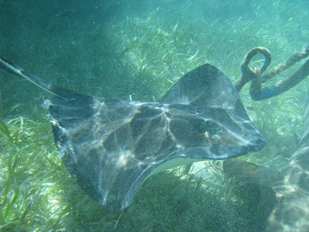 Caye Caulker