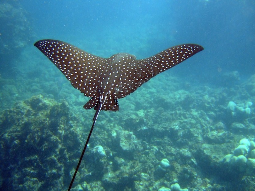 2 Tank Dive at Catalina Island - Costa Rica