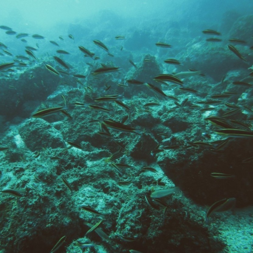 2 Tank Local Dive from Guanacaste