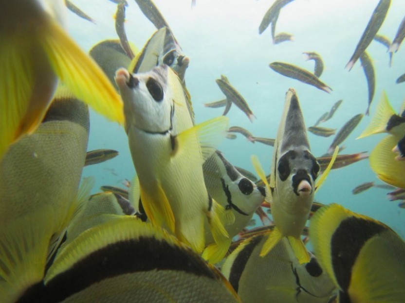 Snorkel Tour from Guanacaste