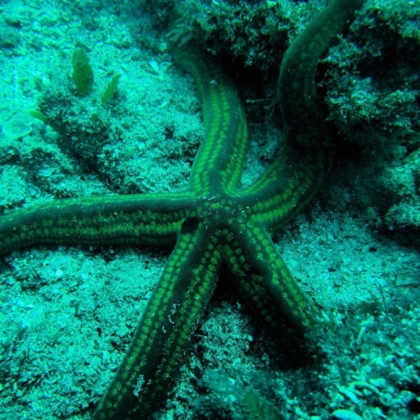PADI Discover Scuba Diving from Guanacaste