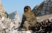 Full Day Gibraltar Sightseeing Tour