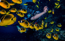 Dive Maui / Hawaiian Rafting Adventures Inc4