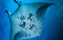 Dive Maui / Hawaiian Rafting Adventures Inc5