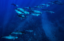 Dive Maui / Hawaiian Rafting Adventures Inc11