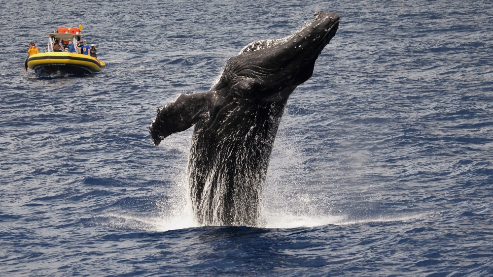 Small Group 2 Hour Whale Watch