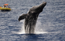 Dive Maui / Hawaiian Rafting Adventures Inc1