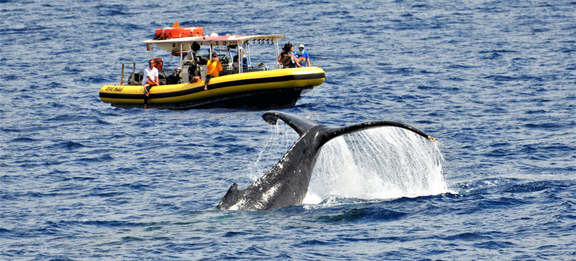 Sunset Whale Watch
