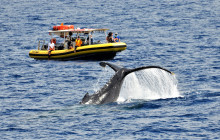 Dive Maui / Hawaiian Rafting Adventures Inc2