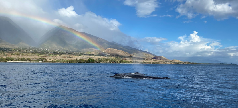Sunset Whale Watch