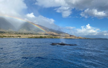 Dive Maui / Hawaiian Rafting Adventures Inc4